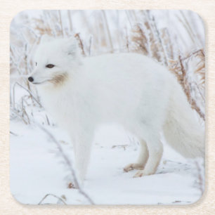 Polarfuchs Rechteckiger Pappuntersetzer