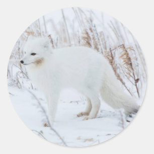 Polarfuchs Runder Aufkleber