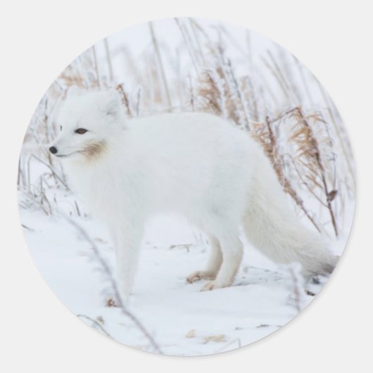 Polarfuchs Runder Aufkleber (Vorderseite)