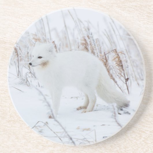 Polarfuchs Sandstein Untersetzer (Vorne)