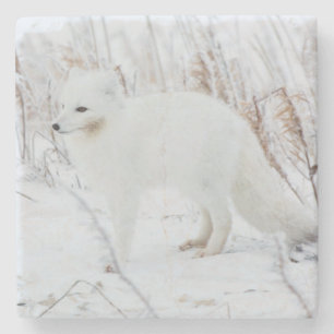Polarfuchs Steinuntersetzer