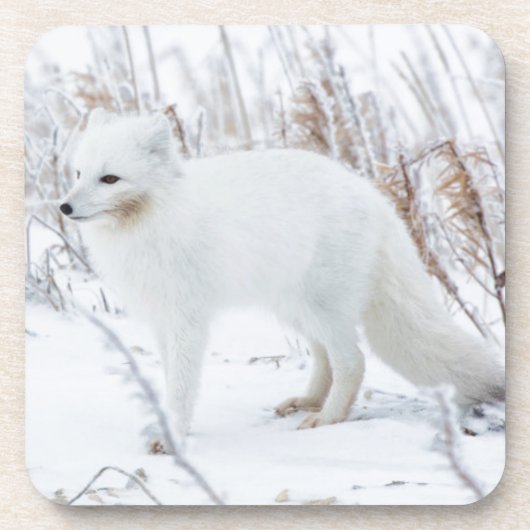 Polarfuchs Untersetzer (Vorderseite)