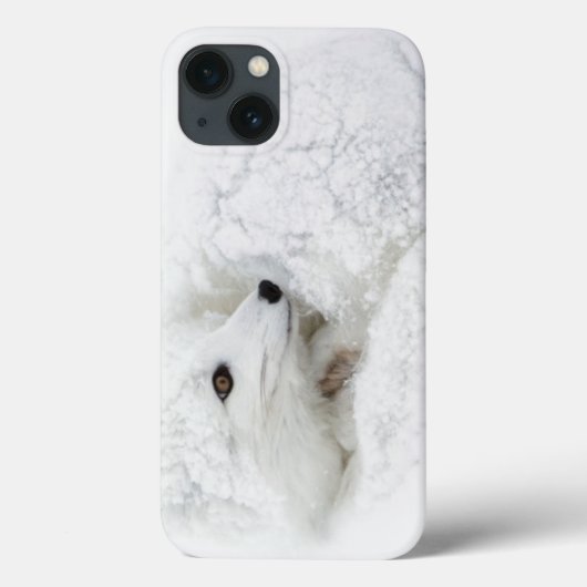 Polarfuchs zusammengerollt im Winter Case-Mate iPhone Hülle (Rückseite)