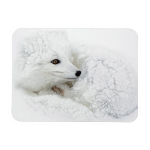 Polarfuchs zusammengerollt im Winter Magnet