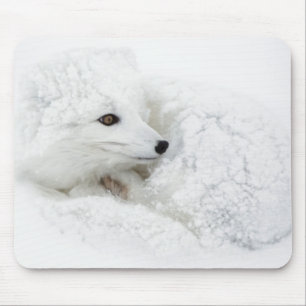 Polarfuchs zusammengerollt im Winter Mousepad