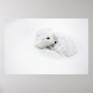 Polarfuchs zusammengerollt im Winter Poster