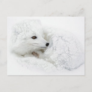 Polarfuchs zusammengerollt im Winter Postkarte