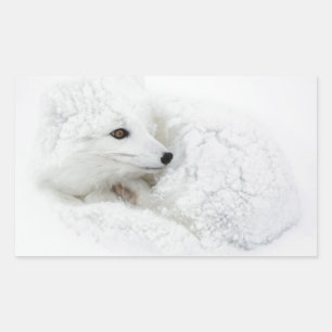 Polarfuchs zusammengerollt im Winter Rechteckiger Aufkleber