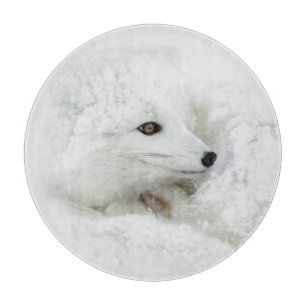 Polarfuchs zusammengerollt im Winter Schneidebrett