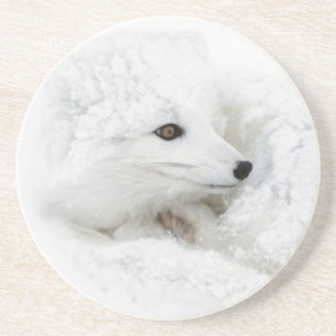 Polarfuchs zusammengerollt im Winter Untersetzer