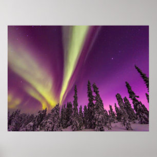 Polarlicht Nordlicht Fairbanks Alaska Poster