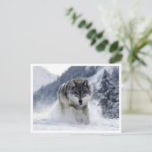 Polarwolf. Postkarte (Stehend Vorderseite)