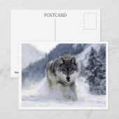 Polarwolf. Postkarte (Vorne/Hinten)