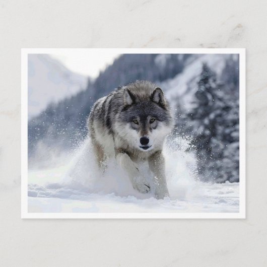 Polarwolf. Postkarte (Vorderseite)