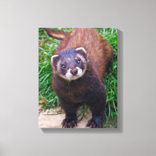 Polecat eingewickelte Leinwand