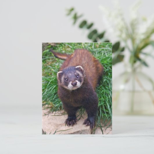 Polecat Postcard Postkarte (Stehend Vorderseite)