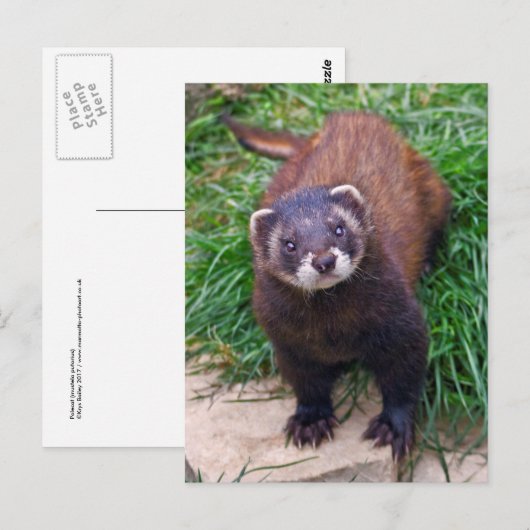 Polecat Postcard Postkarte (Vorne/Hinten)