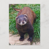 Polecat Postcard Postkarte (Vorderseite)