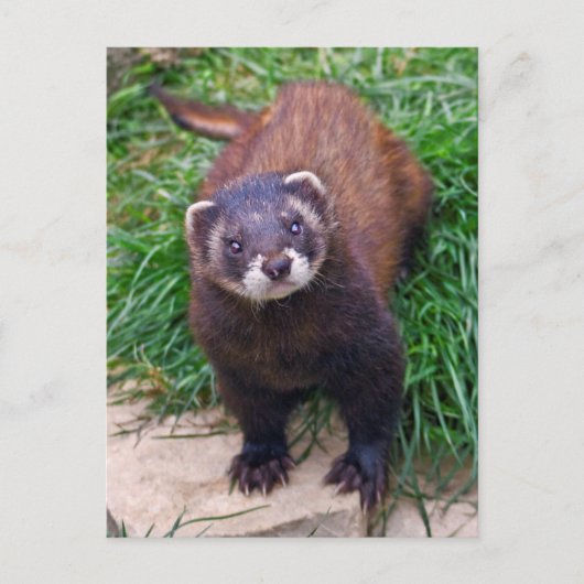 Polecat Postcard Postkarte (Vorderseite)