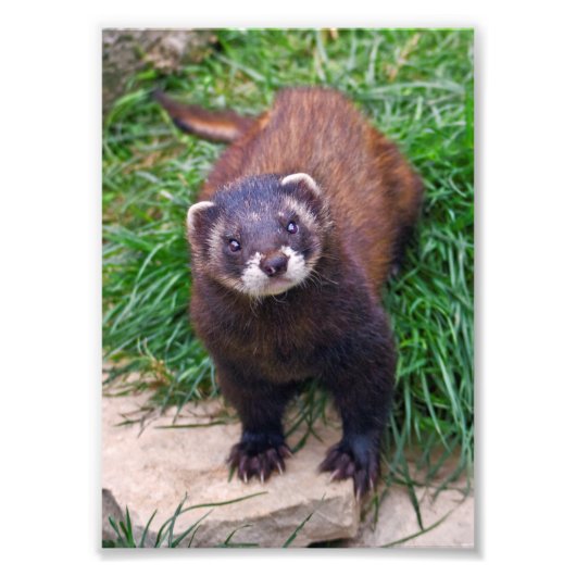 Polecat Print Fotodruck (Vorne)
