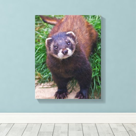 Polecat Wrapped Canvas Leinwanddruck (Insitu (Holzboden))