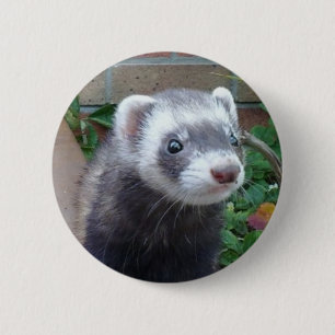 Polecatfrettchen Button