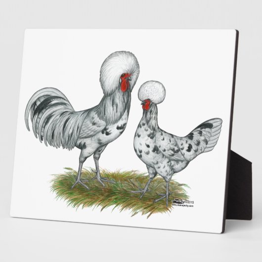 Polish Splash Chickens Fotoplatte (Seite)