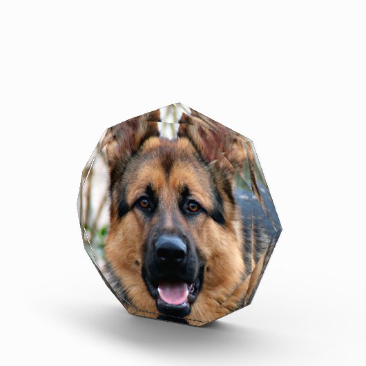 Polizeihund Fotoblock (Rechts)