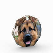 Polizeihund Fotoblock (Links)