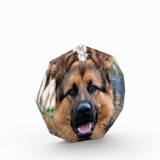 Polizeihund Fotoblock (Links)