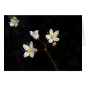 Polka dot Blume (Vorderseite (Horizontal))