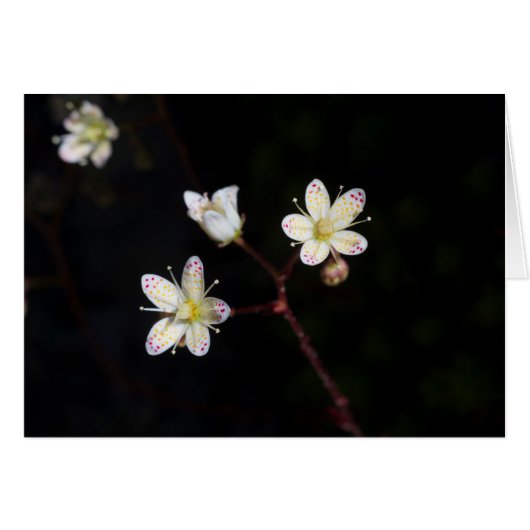 Polka dot Blume (Vorderseite (Horizontal))