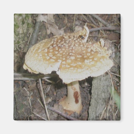 Polka Dot Mushroom Magnet (Vorne)