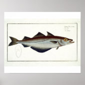 Pollack (Pollachius pollachius) Platte LXVIII aus Poster (Vorne)