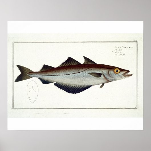 Pollack (Pollachius pollachius) Platte LXVIII aus Poster (Vorne)