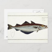 Pollack (Pollachius pollachius) Platte LXVIII aus Postkarte (Vorne/Hinten)