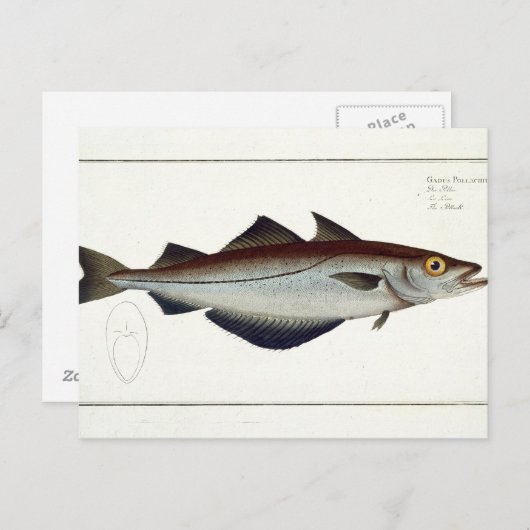 Pollack (Pollachius pollachius) Platte LXVIII aus Postkarte (Vorne/Hinten)