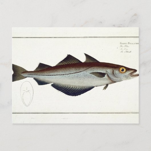 Pollack (Pollachius pollachius) Platte LXVIII aus Postkarte (Vorderseite)