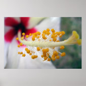 Pollen Poster (Vorne)