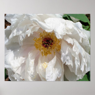 Pollenblättrige Blume aus weißem Pollen Poster