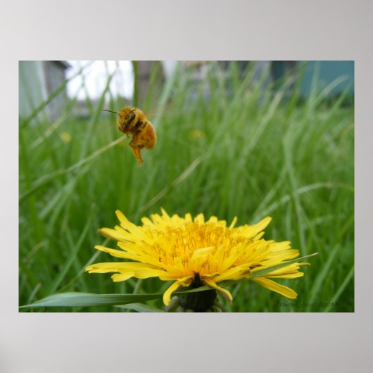 Pollenface Honeybee Poster (Vorne)