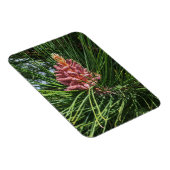 Pollenkrone (Pinus resinosa) Magnet (Rechte Seite)