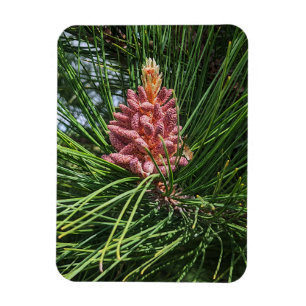 Pollenkrone (Pinus resinosa) Magnet