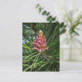 Pollenkrone (Pinus resinosa) Postkarte (Stehend Vorderseite)