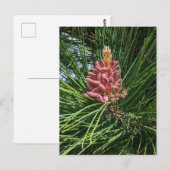 Pollenkrone (Pinus resinosa) Postkarte (Vorne/Hinten)