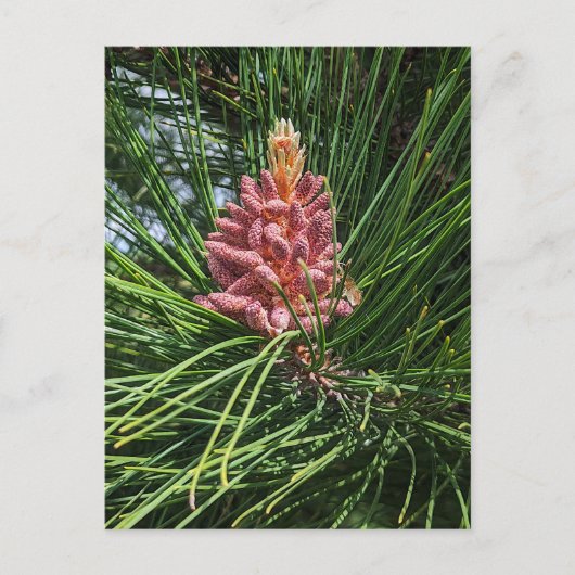 Pollenkrone (Pinus resinosa) Postkarte (Vorderseite)