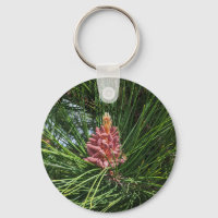 Pollenkrone (Pinus resinosa)
