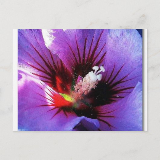 Pollenneuauflage Postkarte (Vorderseite)