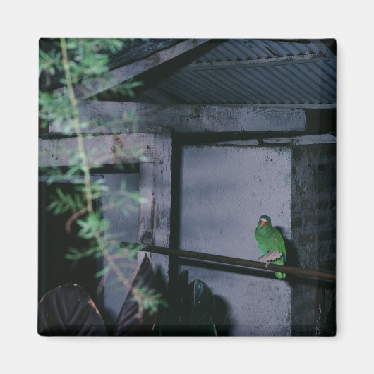Polly Local Green Parrot Honduras Magnet (Vorne)