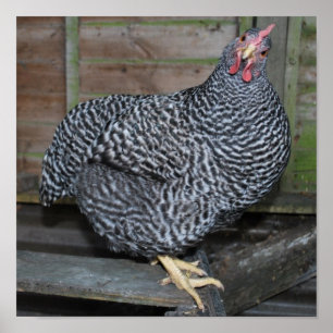 Polly Plymouth Rock Poster